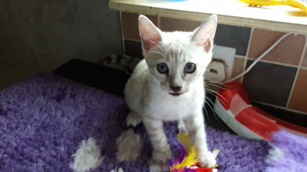 Adorável Bengal Gatos para adoção