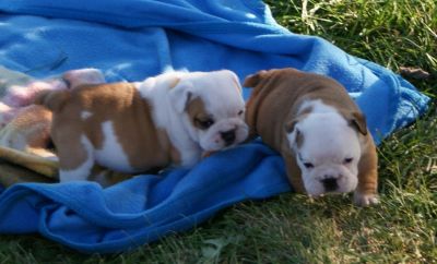AKC masculinos e femininos inglês Bulldog cachorros disponíveis