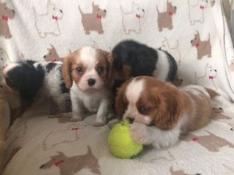 Filhotes Cavalier King CharlesFilhotes Cavalier King Charles