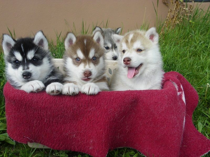 Filhotes de cachorro Husky Siberiano para Adoção
