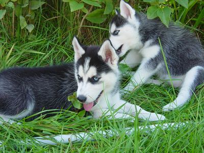 filhotes de husky siberiano para adopção.
