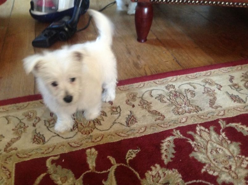 Filhotes de cachorro West Highland Terrier.