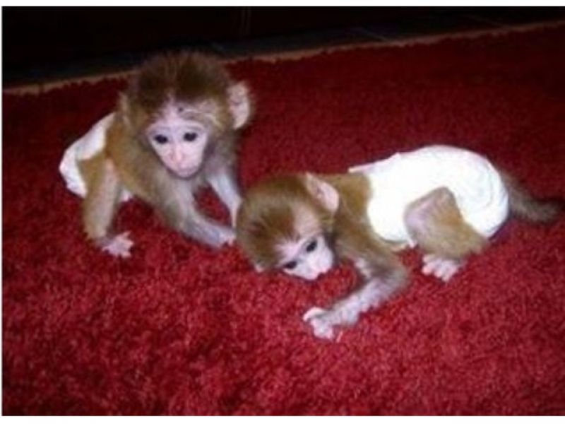 Bebês de macacos e chimpanzés registrados àvenda a preços acessíveis.