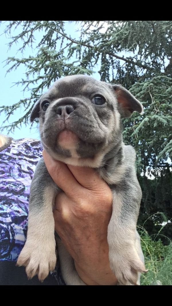 Filhotes Frenchie PARA ADOPÇÕES