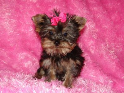 Vendo Yorkshire Terrier Miniatura.