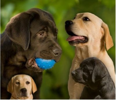 labradores ja com 2 vacinas -- exelentes -- 924255433