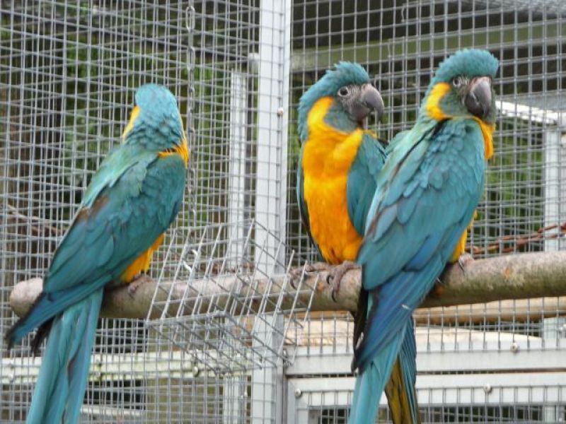 Ovo papagaio fresco azul e ouro Macaw papagaio e já está disponível