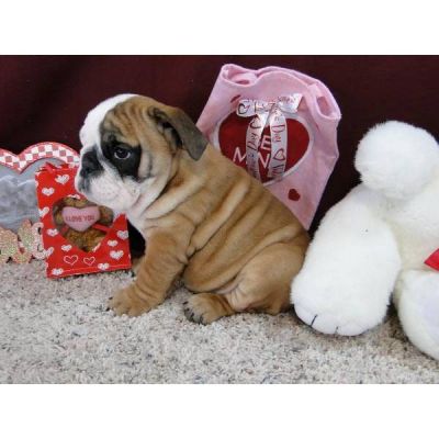 bom Inglês bulldog filhotes para adoção