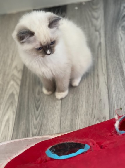 Gatinhos adoráveis Ragdoll para adoção disponíveis