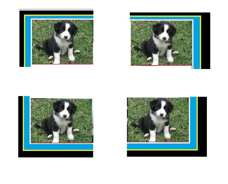 Pedigree border collie Filhotes