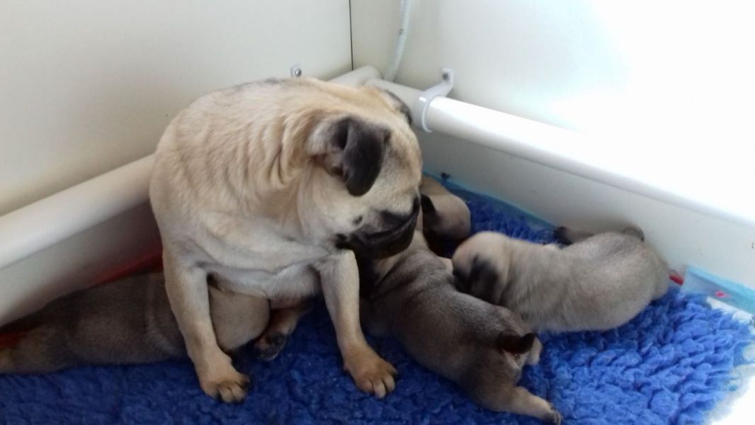 Filhotes de Pug de raça pura para adoção