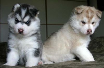  Adoráveis ​​filhotes Husky Siberiano