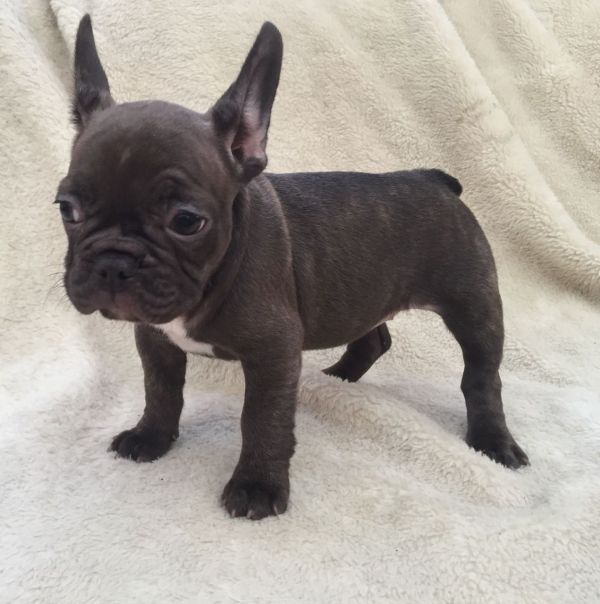 Filhotes Bulldog Francês para adoção