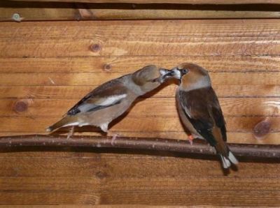 Vendo Casal de Bico-Grossudo (Coccothraustes coccothraustes) anilhados e nascidos em cativeiro