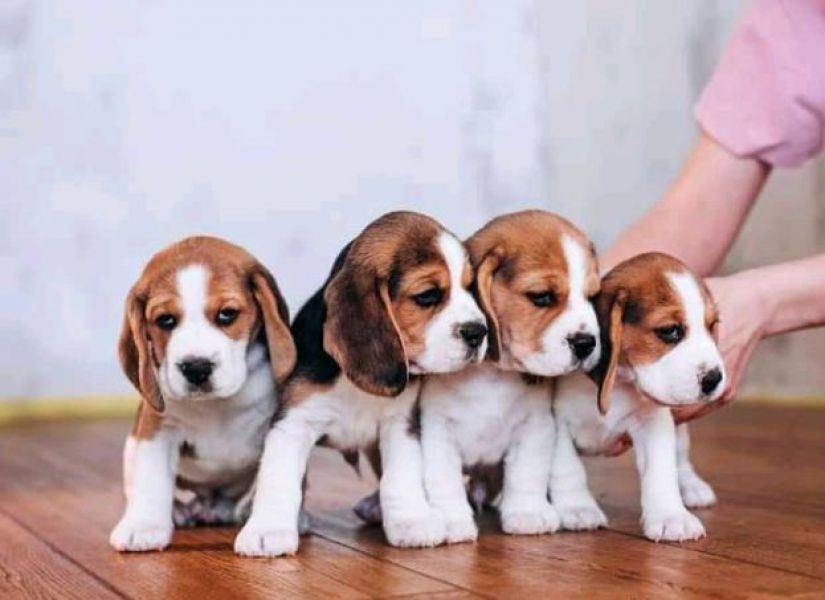 Lindos filhotes de beagle