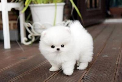 Pomerania cachorro para su aprobación