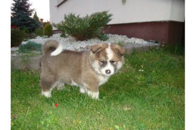 Akita filhotes para adoção