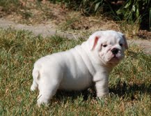 Raça pura *Inglês Bulldog Puppies* para adopção, Zona do Gerês