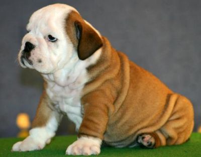 Bonito e agradável bulldog cachorros para uma nova família