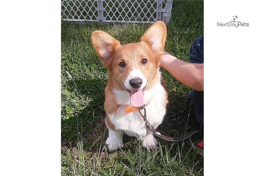 Filhotes adoráveis de corgi  para adoção.