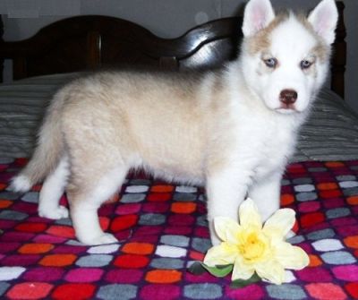 Maltês, Chihuahua, Bulldog Inglês, Yorkshire Terrier e husky siberiano filhotes