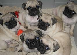 pug cachorros para adoção livre