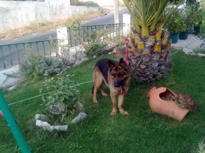 pastores alemaes de qualidade com pediggre 