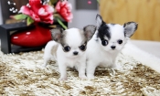 Filhotes de cachorro chihuahua Jack e Jill.