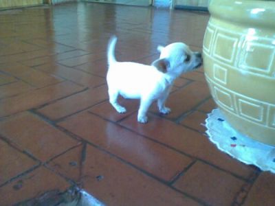 chihuahua macho de pêlo curto para a adoção,