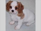 Filhotes rei cocker spaniel para adoção charles tenho dois lindos filhotes de cocker rei Charles Spa