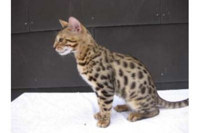 TICA Savannah, Serval, Ocelot e Bengala gatinhos disponíveis para venda