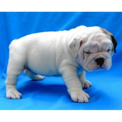 12 semanas Inglês bulldog cachorrinho para uma nova casa