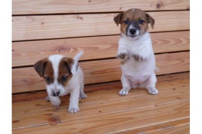 Charme Masculino e Feminino Jack Russell Filhotes