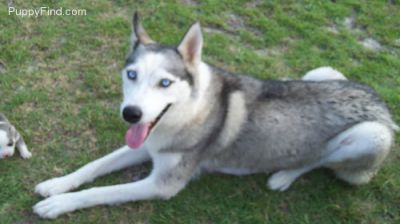 X-mas Siberian Husky para você