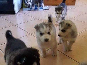 Filhotes de husky siberiano