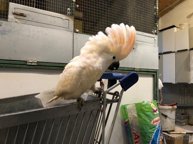 Papagaios-cacatua à procura de um novo lar