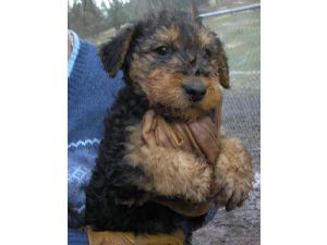 Adorável masculino e feminino Airedale Terrier  filhotes para adoção