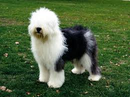 cute e adorável cachorros Bobtail para adoção livre.