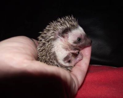 Pigmeu ouriço para venda.