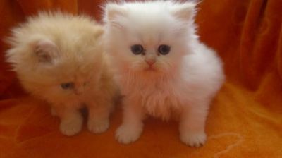 compro gata perca BRANCA ou cruzada