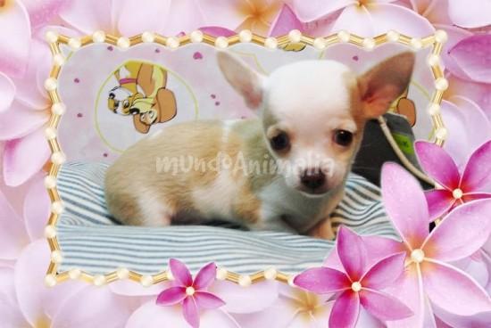 Filhote de cachorro minúsculo Extremamente bonito Chihuahua