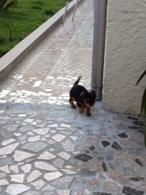 Vendo CADELA YorkShire Terrier