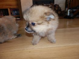Completa Pedigree Pomeranian