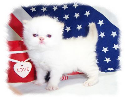 masculino e feminino gatinhos persa