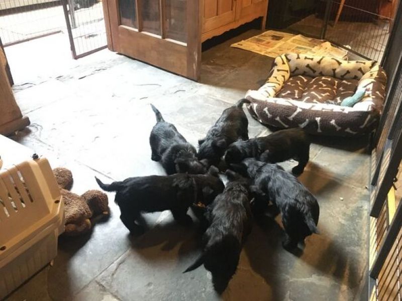 Adorável Scottish Terrier