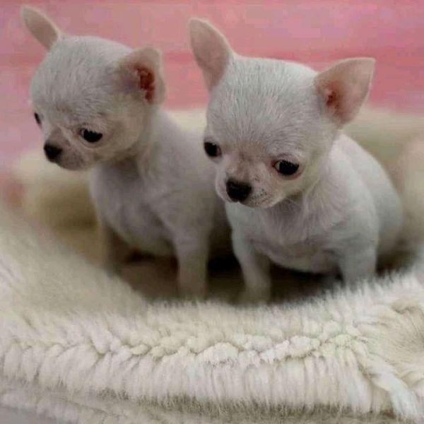 Adoráveis filhotes de chihuahua disponíveis,