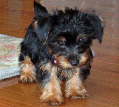 Yorkshire terrier filhotes GIFT, nascido como um dom