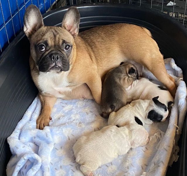 Lindos filhotes de buldogue francês
