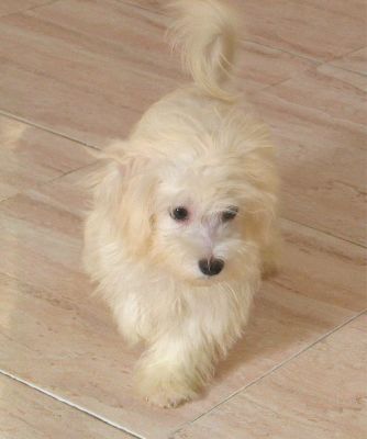 Havanese cachorrinho para adopção