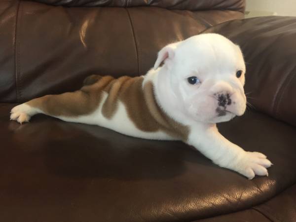 Temos filhotes de Bulldog Inglês 